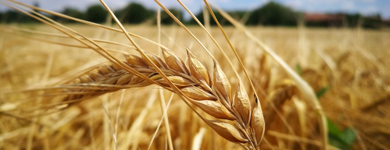 Maximális teljesítmény