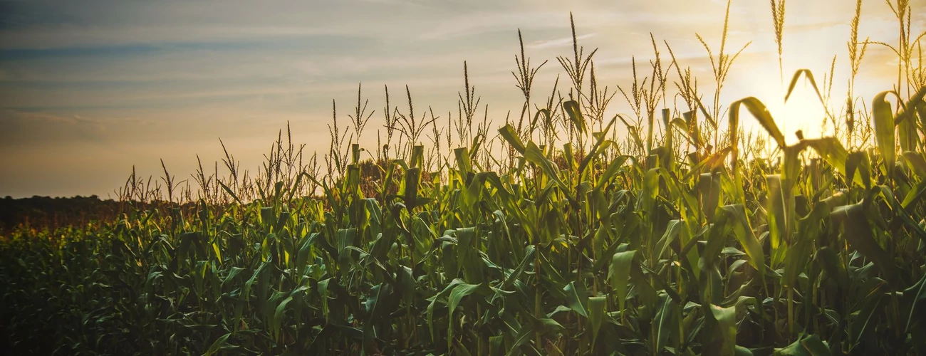 Stabil termés minden évben